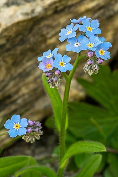 Forget Me Nots Flowers Drawing, Forget Me Not Flowers Photography, Alpine Forget Me Not, Forget Me Not Plant, For Get Me Not Flowers, Forget Me Knots, Forget Me Nots Flowers, Scottish Flowers, Wild Flower Meadow