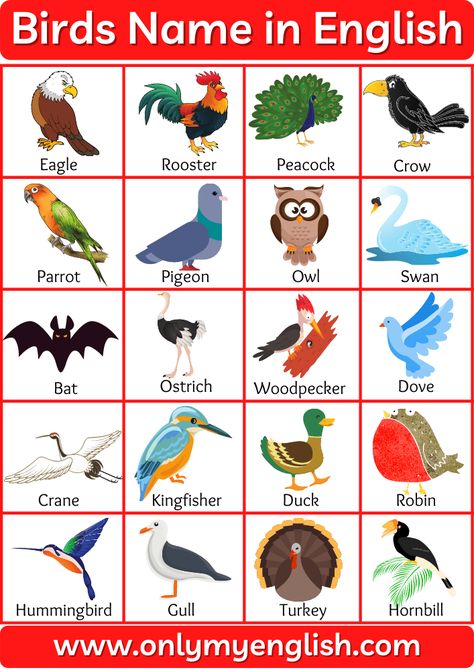 Birds Name: List of a Bird name in English with Pictures » onlymyenglish Types Of Birds Preschool, Birds Pictures With Names, Birds Chart, Type Of Birds, Birds Name List, Picture Of Birds, Kids Learning Charts, Animal Chart, Birds Name