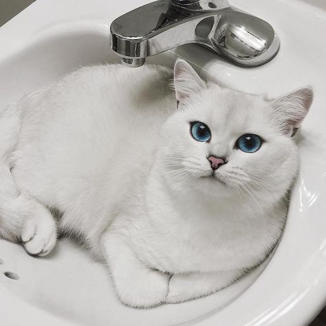 Everyone Is Falling in Love with This Cat with the Most Beautiful Eyes - My Modern Met White Cat With Blue Eyes, Large Domestic Cat Breeds, Cat Bedroom, Domestic Cat Breeds, Cat Nutrition, Pet Friendly House, Cat With Blue Eyes, British Shorthair Cats, Cute Little Kittens