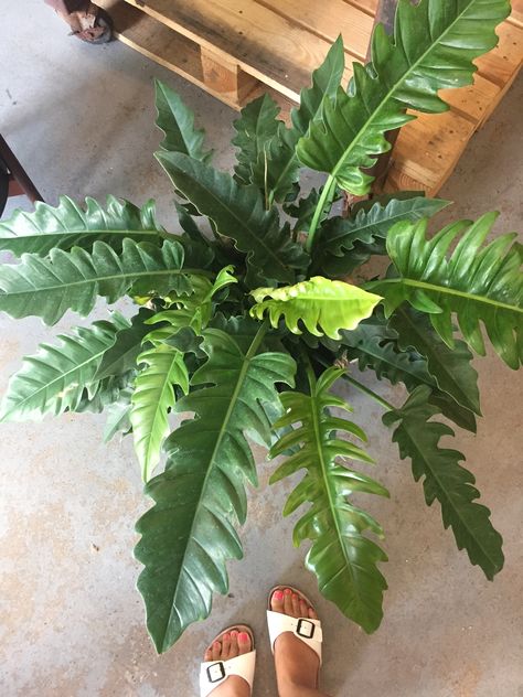 Jungle Boogie Philodendron Jungle Boogie, Jungle Boogie Philodendron, Philodendron Narrow, Jungle Boogie, Tiger Tooth, Philodendron Plant, Garden Greenhouse, Photosynthesis, Plant Collection