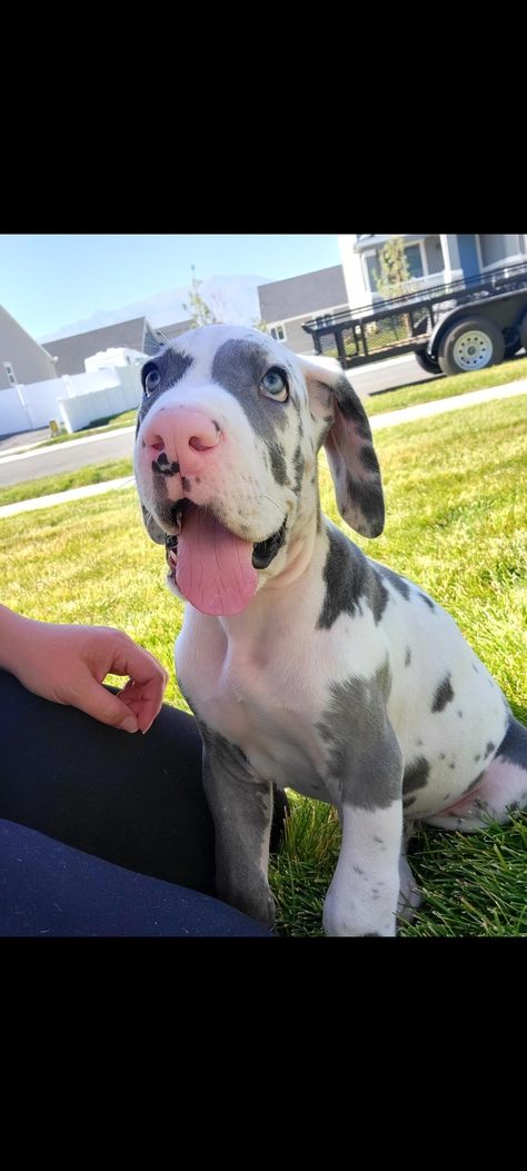 8weeks puppy blue harlequin great dane chubby cute adorable sweet happy boy Blue Harlequin Great Dane, Great Dane Blue Harlequin, Blue Great Dane Puppies, Harlequin Great Dane Puppy, Harlequin Great Dane, Blue Great Danes, Harlequin Great Danes, Great Dane Puppy, Dog Videos