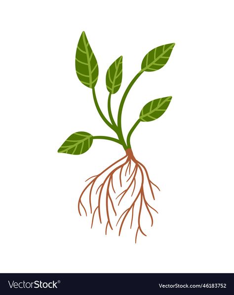 Roots Illustration, Roots Drawing, Brown Leaves, Plant Drawing, Vector Hand, Transparent Png, Vector Image, Green Leaves, Png Images