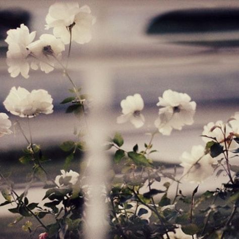 Tumblr, Nature, Nothing But Flowers, Mood And Tone, My Funny Valentine, Foto Instagram, Film Aesthetic, Vintage Aesthetic, Flowers Photography