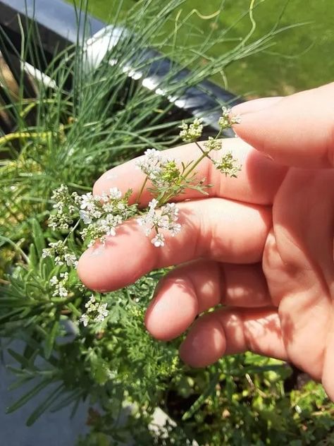 Growing Cilantro Outdoors, Pruning Cilantro, How To Grow Cilantro, Grow Cilantro, How To Harvest Cilantro, Cilantro Seeds, Cilantro Plant, Growing Cilantro, Slow Flower