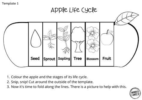 Plant Life Cycle Foldable, Apple Life Cycle Craft, دورة حياة النبات, Apple Tree Life Cycle, Life Cycle Of An Apple, Tree Worksheet, Flower Life Cycle, Life Cycles Preschool, Sunflower Life Cycle