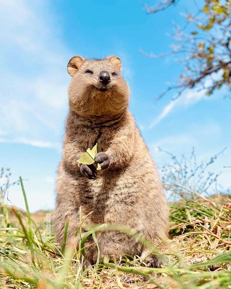 Chloe the Quokka (@quokkahub) • Instagram photos and videos Quokka Animal, Happiest Animal, Worlds Cutest Animals, Sorrento Beach, View Scenery, Wallpaper Animal, Australia Animals, Cute Animal Photos, Cute Animal Videos