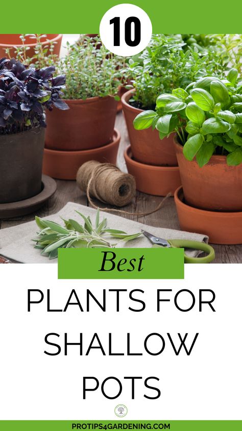 Discover the top 10 plants for shallow pots to enhance your small-space gardening. Perfect picks for thriving, low-depth planters!10 Varieties of Plants for Shallow Pots: Best Picks Small Pot Indoor Plants, Small Garden Pots Ideas, Plants In Small Pots, Small Pot Plants Outdoor, Small Potted Garden, Plants For Small Pots Outdoor, Shallow Potted Plants, Small Pot Flowers, Small Planters Outdoor