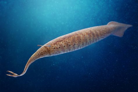 Tully Monster, Prehistoric Animals Dinosaurs, Ancient Animals, Paleo Art, Alien Concept Art, Extinct Animals, Prehistoric Creatures, Prehistoric Animals, Weird Creatures