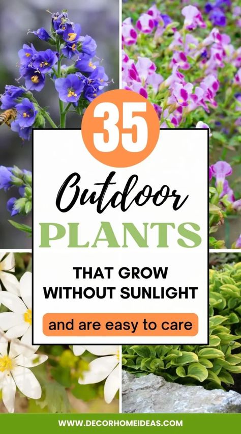 Low Light Plants Outdoor, Plants That Love Shade, Plants That Like Shade, Flower Decoration Ideas, Porch Fence, Shade Loving Flowers, Front Door Plants, Front Porch Plants, Shade Landscaping