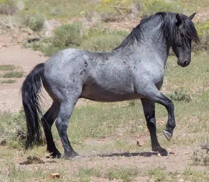 40 Native American Mythological Names for American Horses - PetHelpful - By fellow animal lovers and experts Blue Roan, Cowboy Casanova, Mustang Stallion, Blue Roan Horse, Mustang Blue, Blue Mustang, Rasy Koni, Mustang Horse, Dream Horse