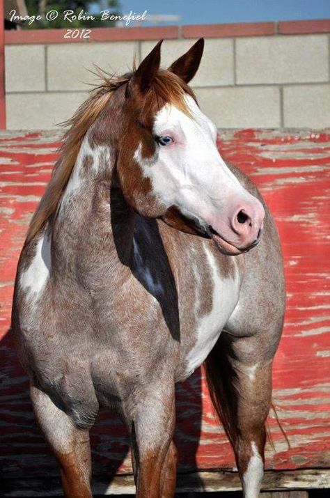 Perlino Horse, Rare Horse Colors, National Geographic Animals, Leopard Appaloosa, Rare Horses, Rare Colors, Horse Colors, Riding Clothes, Pinto Horse