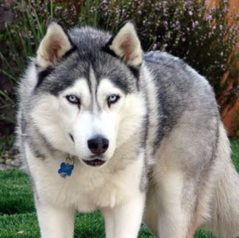 15 Wolves Mixed With Husky | The Paws Husky And Cat, Wolf Husky Hybrid, Husky Wolf Mix, Wolf Hybrid Dogs, Husky Drawing, Doberman Mix, Wolf Husky, Every Dog Breed, Wolf Hybrid