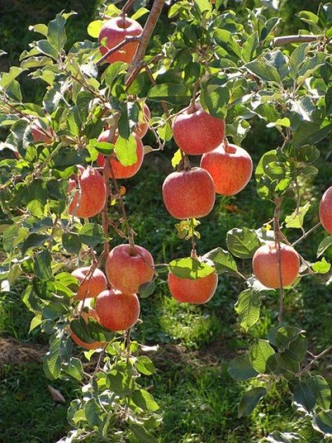 Apple Tree Farm, Apple Tree Care, Apple Tree From Seed, Flowering Pear Tree, Mimosa Tree, Palm Tree Pictures, Apricot Tree, Tree Seedlings, Fuji Apple