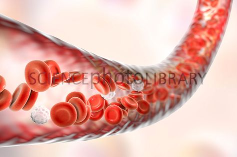 Blood vessel with blood cells, illustration Biotech Company, Blood Infection, Angina Pectoris, Arteries And Veins, Red Blood, Bone Marrow, Red Blood Cells, Blood Cells, Blood Test