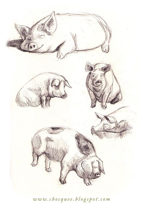 pencil drawing of pig - Google Search Farm Drawing, Pig Farm, Pig Drawing, Desen Realist, Pig Illustration, Animal Drawings Sketches, Pig Art, Desen Anime, Animal Study