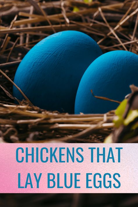 Farm Eggs For Sale, Chickens That Lay Blue Eggs, Blue Egg Laying Chickens, Production Blue Chicken, Colored Eggs Chickens, Chickens That Lay Colored Eggs, Blue Eggs Chicken, Chicken Eggs Colors Chart, Egg Colors By Breed