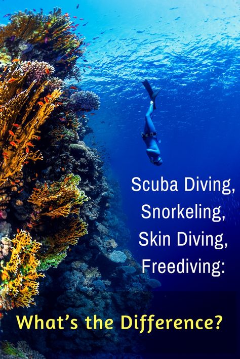 You have plenty of friends who don’t dive. Here’s how to explain to them the difference between scuba diving, snorkeling, skin diving and freediving. Cave Diving, Thailand Activities, Skin Diving, Koh Samui Beach, Rescue Diver, How To Explain, Scuba Diving Gear, Best Scuba Diving, Thailand Beaches