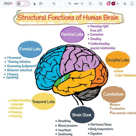 Structural Functions of Human Brain

#StructuralFunctions #BRAINWAVES #Brain #HumanBrain #LeftBrain #RightBrain #UXUIDesign #BrainArmstrong #Design #Education #Learn #Braintypes
 
https://pub.dojoit.com/LJFC86y1/Structural-Functions-of-Human-Brain

#dojoit #onlinewhiteboard

Did you find it amusing? 🤔. Save and Share it. The Human Brain Anatomy, Brain Structure And Functions, Parts Of The Brain And Its Function, The Brain Psychology Notes, Lobes Of The Brain And Function, Brain Functions Diagram, Brain Anatomy Diagram, Parts Of Brain And Function, Brain Structure Anatomy