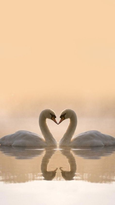 Swan Couple Wallpaper, Swan Lake Aesthetic Wallpaper, Swan Wallpaper Iphone, Swans Making A Heart, Swan Lake Wallpaper, Landscape With Animals, Swan Images, 2 Swans, Swans In Love