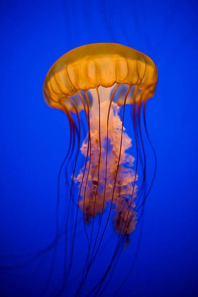 Sea Nettle Jellyfish, Nettle Jellyfish, Jellyfish Pictures, Jellyfish Facts, Jellyfish Photo, Jellyfish Photography, Sea Jellies, Fauna Marina, Jellyfish Art
