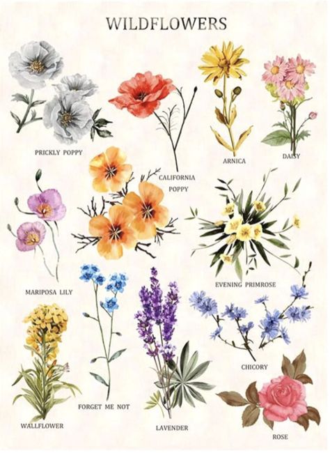 Wildflower Bouquet Flower Types, Flower Types Chart Drawing, Meaning Of Wildflowers, Wildflower Meanings Chart, Colorado Wildflowers Drawing, Types Of Flowers Drawing With Names, Types Of Wildflowers Names, Wild Flower Meanings, Flower Chart Drawing