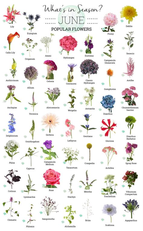 Types Of Pretty Flowers, Pretty Flowers Types, Best Flowers For June Wedding, Wedding Flower Season Chart, Wedding Floral Guide, Florist Flower Guide, Pretty Types Of Flowers, Flower Season Chart, June Flowers For Wedding