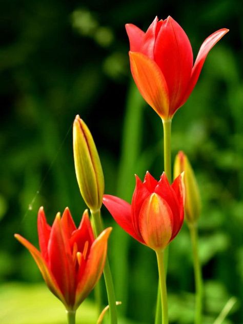 Tulipa sprengeri is a bulbous perennial with glossy, bright green leaves and solitary, goblet-shaped, bright red flowers Bright Red Flowers, Very Beautiful Flowers, Beautiful Flowers Images, Tulips Garden, Wallpaper Nature Flowers, Flowering Plants, Most Beautiful Flowers, Beautiful Flowers Wallpapers, Morning Flowers