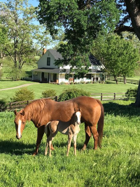 PT Ranch House - Houses for Rent in Ione, California, United States - Airbnb White Ranch House, Southern Aesthetic, Life In The Countryside, House With Land, Stick Season, Ranch Farmhouse, Old Country Houses, Dream Life House, California Ranch