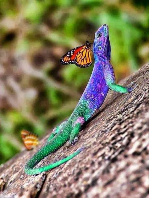 15 Animals That Took The Definition "Colors Of The Rainbow" Literally Reptiles And Amphibians, Colorful Lizards, Cele Mai Drăguțe Animale, African Cichlids, Funny Animal Photos, Young Animal, Colorful Animals, صور مضحكة, Animal Wallpaper