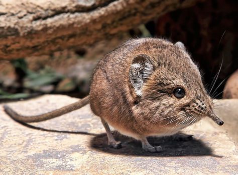 The elephant shrew’s closest relative isn’t a shrew — it’s actually an elephant. | The 35 Cutest Facts Of All Time Bizarre Animals, Elephant Shrew, Animals Tattoo, Lovely Creatures, Animal Facts, Happy Animals, Unique Animals, Weird Animals, Cute Creatures