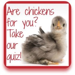 Will chickens fit into your lifestyle?  Click for ten questions you need to ask before you buy. Caring For Chickens, Food For Chickens, Egg Nutrition, Hatching Chicks, Condolence Messages, Free Range Chickens, Chicken Feed, Backyard Chickens, Chicken Breeds