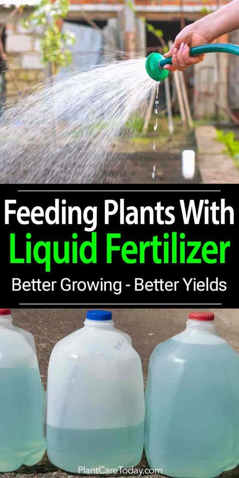 Liquid Fertilizer - How To Feed Plants, Grow Better & Improve Yield Garden Care, Square Foot Gardening, Garden Fertilizer, Fertilizer For Plants, Fast Results, Liquid Fertilizer, Organic Fertilizer, Garden Pests, Garden Soil