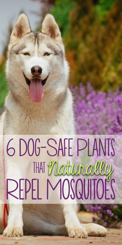 Pet Friendly Mosquito Repellent, Backyard Plants Safe For Dogs, Is Lavender Safe For Dogs, Dog Safe Mosquito Repellent, Plants That Are Safe For Dogs, Dog Safe Outdoor Plants, Pet Safe Outdoor Plants, Mosquito Repelling Plants Safe For Dogs, Pet Safe Garden Plants