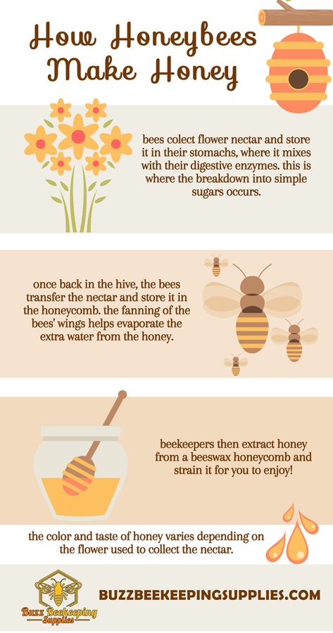 Nature, Beekeeping Aesthetic, Bee Keeping For Beginners, Honey Bee Keeping, Facts About Honey Bees, Types Of Honey Bees, How Bees Make Honey, Beginner Beekeeping, Facts About Honey