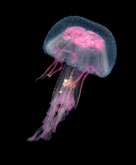 Deep Sea Creatures, Pink Jellyfish, Cnidaria, Jellyfish Art, Beautiful Sea Creatures, Underwater Creatures, Jelly Fish, Underwater Life, Water Life