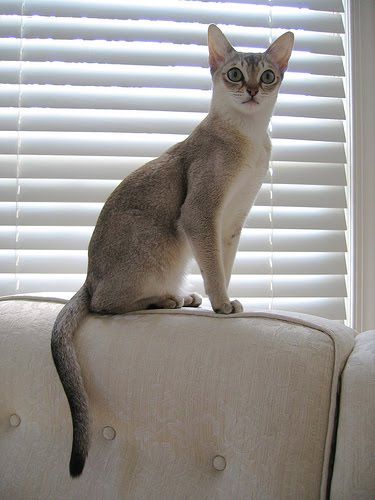 Cross Eyed Cat, Singapura Cat, Rare Cat Breeds, High Places, Dream's Cat, Rare Cats, Abyssinian Cats, Cat Care Tips, Cat Breed