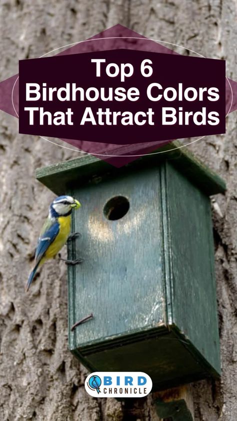 Top 6 Birdhouse Colors That Attract Birds (Choose These!) 2x4 Bird House, Bird House Plans Free Diy, Bird Feeder Painting Ideas, Blue Bird Houses Diy, Diy Bird Feeder Wooden, Hummingbird House Diy, Painting Birdhouses Ideas Simple, Big Bird Feeder, Finch Bird House