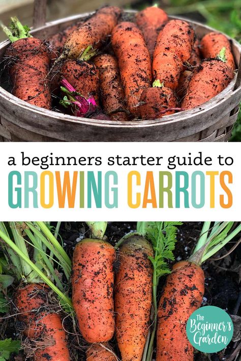 How to Grow Carrots: Beginners Starter Guide - The Beginner's Garden Ground Bed, Growing Sweet Corn, Gardening Knowledge, Grow Carrots, Raised Bed Gardening, Growing Spinach, Growing Peppers, Growing Carrots, Urban Homestead