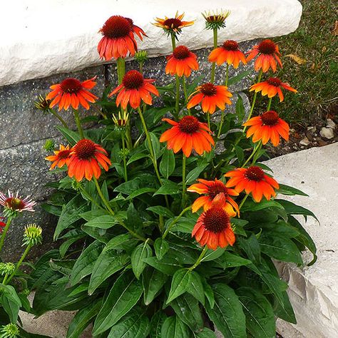 . Sun Plants, Full Sun Flowers, Sun Loving Plants, Sun Perennials, Argentine Tango, Have Inspiration, Perennial Garden, Orange Flower, Flowers Perennials