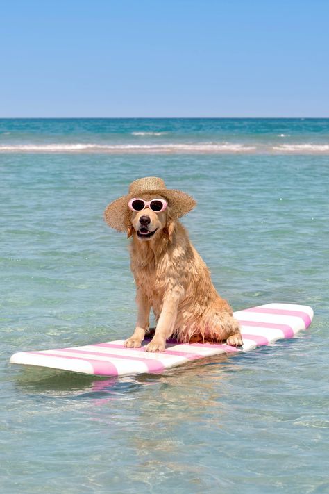 Cute Animals Puppies, Very Cute Dogs, Dog List, Really Cute Dogs, Wearing Sunglasses, Dog Beach, Cute Animal Photos, Animal Photo, Cute Little Animals