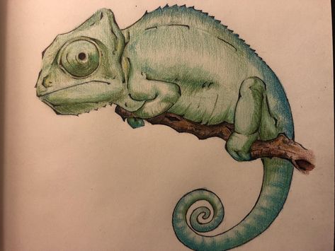 Drawing Of Chameleon, Drawings Of Reptiles, Chameleon Drawing Realistic, Camelions Drawing, Cute Chameleon Drawing, Chameleon Drawing Easy, Chameleon Sketch, Chameleon Illustration, Chameleon Drawing
