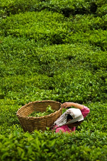 A tea garden labourer plucks tea leaves at the organic tea garden of Temi Tea Estate in India's Himalayan state of Sikkim Tea Farm, Tea Plant, Tea Estate, Tea Culture, Types Of Tea, Global Views, Tea Garden, Tea Art, Chinese Tea