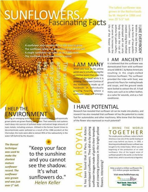 Sunflowers...Fascinating Facts Sunflower Facts, Sunflower Quotes, Sunflowers And Daisies, Sunflower Pictures, 4 Tattoo, Sunflower Garden, Sunflower Wallpaper, Sunflower Art, Sunflower Decor