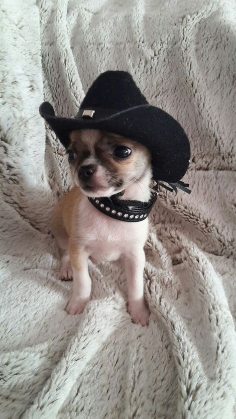 Dogs Quotes Funny, Psy Chihuahua, Chihuahua Training, Dogs Quotes, Teacup Chihuahua, Cute Chihuahua, Honky Tonk, Chihuahua Love, Chihuahua Puppies