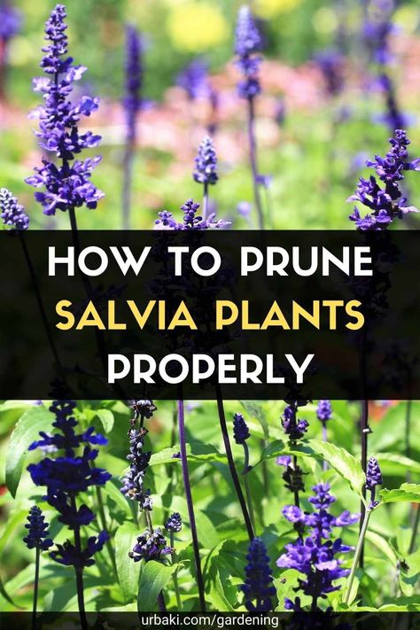 Nature, What To Plant With Salvia, Salvia Plant Care, Silver Falls Plant, Salvia Plant, May Night Salvia, Salvia Plants, Purple Salvia, Architectural Structure