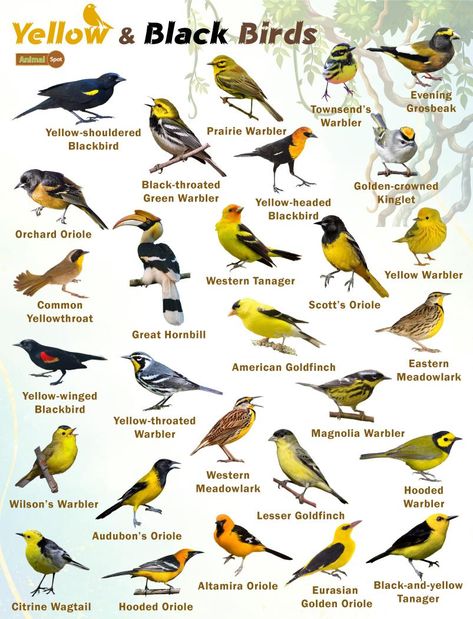 Black and Yellow Birds – Facts, List, Pictures Birds Species, New Holland Honeyeater, Common Starling, Names Of Birds, Backyard Birds Watching, Birds Photography Nature, Pig Breeds, Scarlet Tanager, List Of Birds