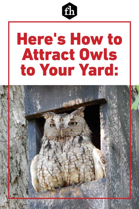 Nature, Owl Boxes Diy, How To Attract Owls To Your Yard, Owl Boxes Plans How To Build, Owl Box Diy, Owl Box Plans, Diy Owl House, Owl Nesting Boxes, Bird House Diy