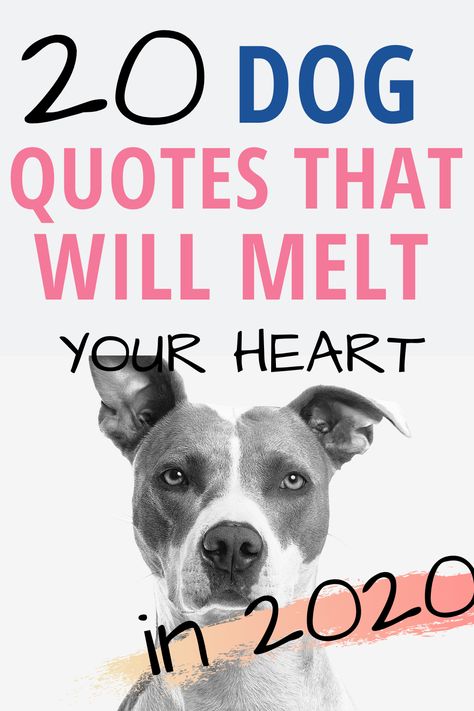 20 dog quotes that will melt your heart #dogquotes #quotes #dogquote Dog Qoutes, Best Dog Quotes, Dog Mom Quotes, Love Your Pet Day, Fb Quote, Dog Quotes Love, Photos With Dog, Dog Nutrition, Love Your Pet