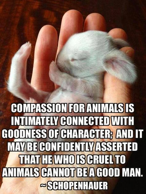 Compassion for animals is intimately connected with goodness of character. Life Lessons, Lingerie Latex, Animals Quotes, Vegan Quotes, Animal Quotes, Great Quotes, A Good Man, Favorite Quotes, Quote Of The Day