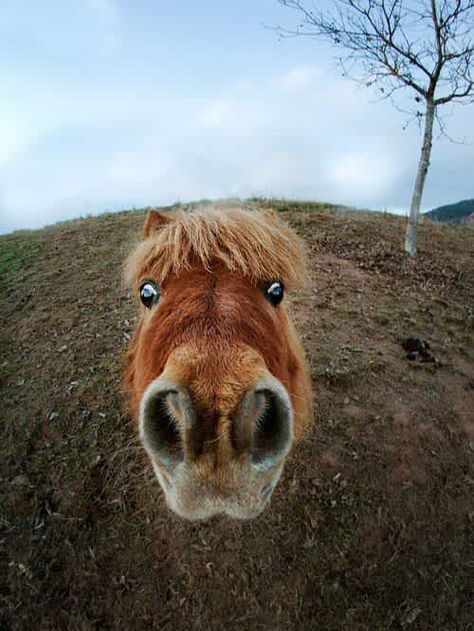 c743c2ce2b92b8ae5a8345a71cb8d0ce Funny Horse Pictures, Tiny Horses, Cute Horse Pictures, Rasy Koni, Funny Horses, Horse Wallpaper, Horse Videos, Horse Aesthetic, Mini Horse